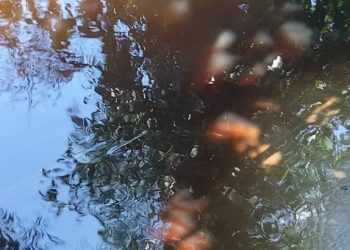 Bantah Cemari Lingkungan : Limbah PT DMS Sangat Bau & Mengalir ke Sungai Sitabeak