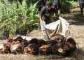 Tidak Ada Pencuri Sawit Tipe "Survival Sesuap Nasi": Sindikat Pencuri Sawit Ancam Petani, Pekerja, dan Iklim Usaha Perkebunan