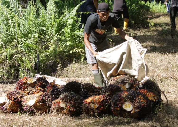Tidak Ada Pencuri Sawit Tipe "Survival Sesuap Nasi": Sindikat Pencuri Sawit Ancam Petani, Pekerja, dan Iklim Usaha Perkebunan
