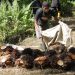 Tidak Ada Pencuri Sawit Tipe "Survival Sesuap Nasi": Sindikat Pencuri Sawit Ancam Petani, Pekerja, dan Iklim Usaha Perkebunan